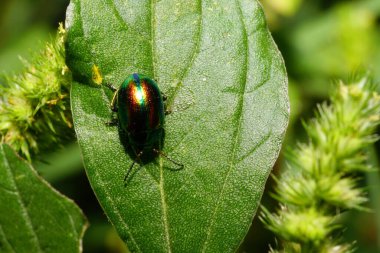 Kafkasların eteklerindeki yeşil çimen yaprağının üzerinde antenli Makro böcek Chrysolina Herbacea                               