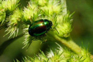 Kafkasya 'nın eteklerinde yeşil kızılderililer içinde oturan yeşil çimen antenli yeşil bir böcek olan Chrysolina Herbacea.                               