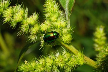Kafkasya 'nın eteklerinde yeşil otların içinde oturan yeşil bir böcek olan Chrysolina Herbacea' nın makro 'su                               