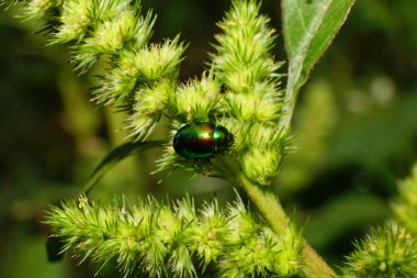 Kafkasya 'nın eteklerindeki yeşil otların içinde oturan Chrysolina bitkisinin makro böceği.                               