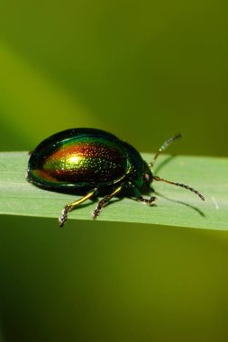 Kafkasların eteklerindeki yeşil çimen yaprağında oturan antenli ve pençeli Chrysolina bitkisi yapraklı yapraklı Makro böcek.                               