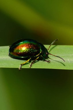  Kafkasya 'nın eteklerinde yeşil bir yaprak üzerinde oturan anten ve pençeleriyle Chrysolina otlağından yapılmış yeşil bir böceğin makro görüntüsü.                              