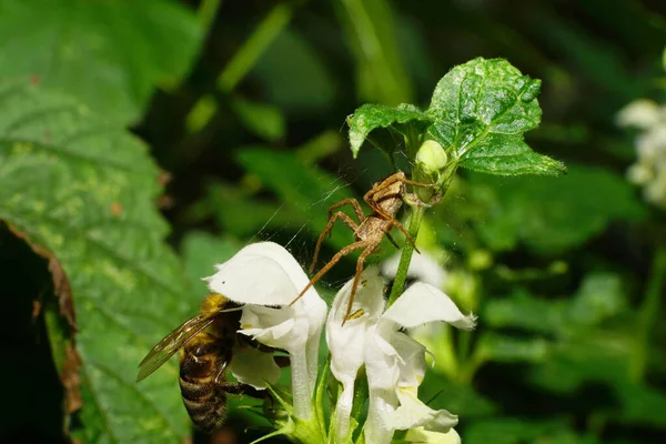 Macro Abejas Apis Mellifera Recogiendo Polen Néctar Ortiga Lamium Álbum — Foto de Stock