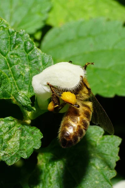 Fehér Méhek Makrója Apis Mellifera Sárga Virágporral Lábain Nektárt Gyűjt — Stock Fotó