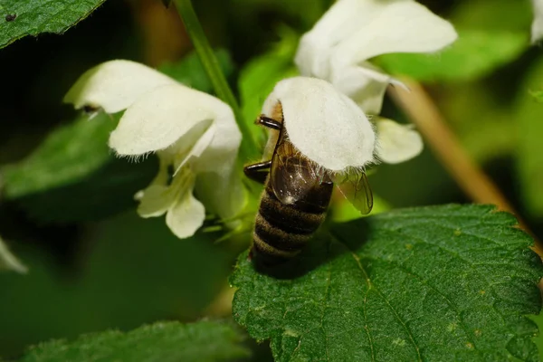 Makro Einer Kaukasischen Biene Apis Mellifera Sammelt Pollen Und Nektar — Stockfoto