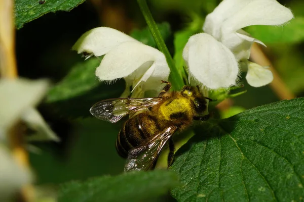 Macro Abeille Blanche Pelucheuse Apis Mellifera Recueillant Pollen Nectar Sur — Photo