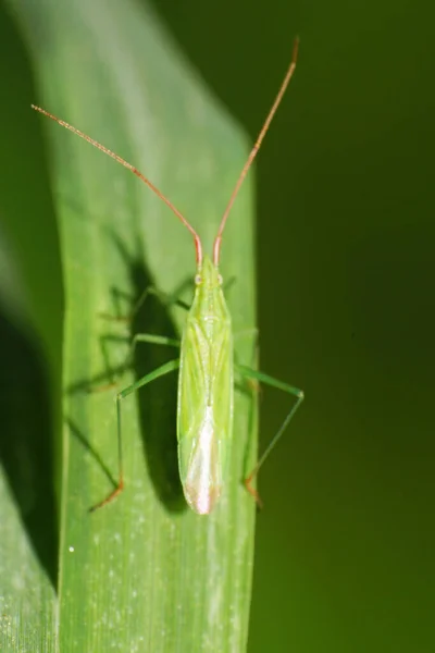 Close Green Bug Blepharidopterus Angulatus Sitting Leaf Cereal Long Paws — Stock Photo, Image