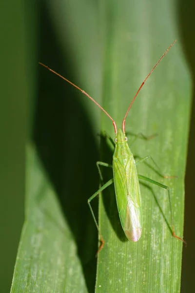 Macro Inseto Verde Blepharidopterus Angulatus Sentado Uma Folha Verde Com — Fotografia de Stock