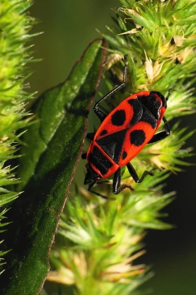 Makro Czerwonego Robaka Pyrrhocoris Apterus Siedzącego Zielonym Kolcu Podnóża Kaukazu — Zdjęcie stockowe