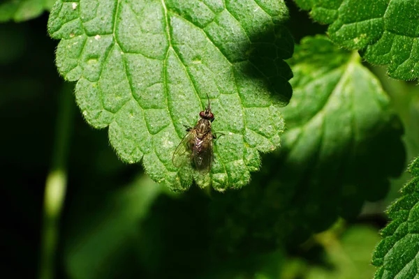 Close-up of the species Delia platura with red eyes sitting on a green leaf in the foothills of the Caucasus