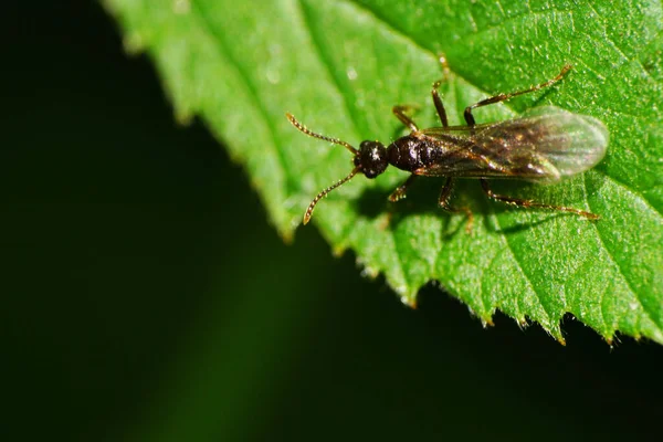 Macro Van Hymenoptera Van Het Geslacht Helorus Zittend Het Groene — Stockfoto