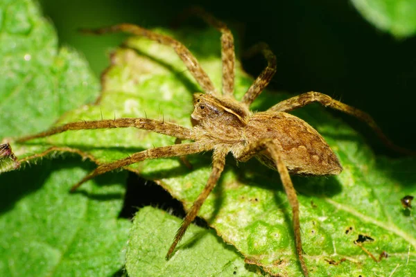 Close Fluffy Spider Wolf Family Lycosidae Sitting Fluffy Leaf Nettle — Stock Photo, Image