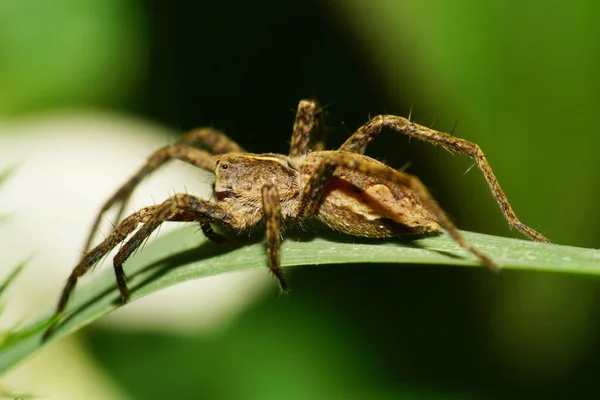 Makro Till Brun Spindel Vandrande Jägare Familjen Lycosidae Ett Grönt — Stockfoto