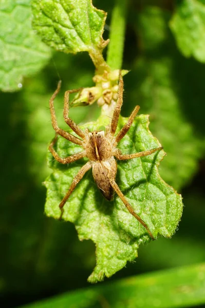 Close Multi Colored Spider Wandering Hunter Lycosidae Family Fluffy Leaf — Stock Photo, Image