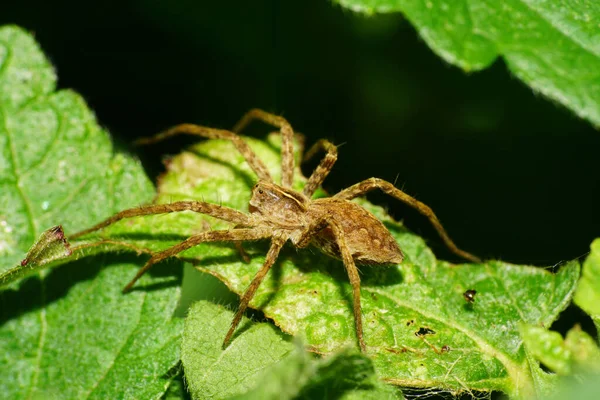 Makro Fluffig Spindel Vargfamilj Lycosidae Sitter Fluffig Lövnässla Vid Foten — Stockfoto