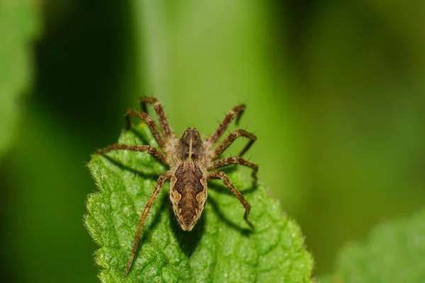 Macro Una Araña Marrón Caucásica Multicolor Cazador Errante Familia Lycosidae —  Fotos de Stock