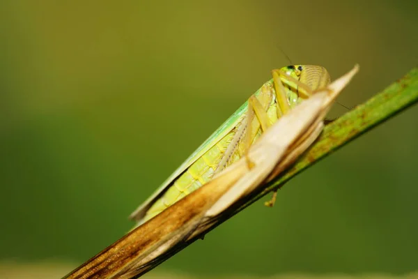 Macrocaucásica Tolva Verde Cicadella Viridis Sentado Una Paja Verde Las — Foto de Stock