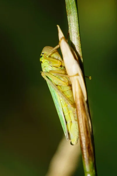 Close Caucasiano Folha Verde Cicadella Viridis Sentado Uma Palha Verde — Fotografia de Stock