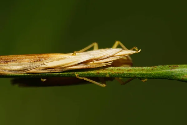 Macro Escondido Detrás Tallo Una Cicadella Viridis Con Elytra Verde —  Fotos de Stock
