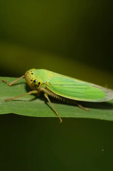 Cicadella Viridis Зеленими Крилами Довгими Лапами Сидять Зеленому Листі Пластівців — стокове фото