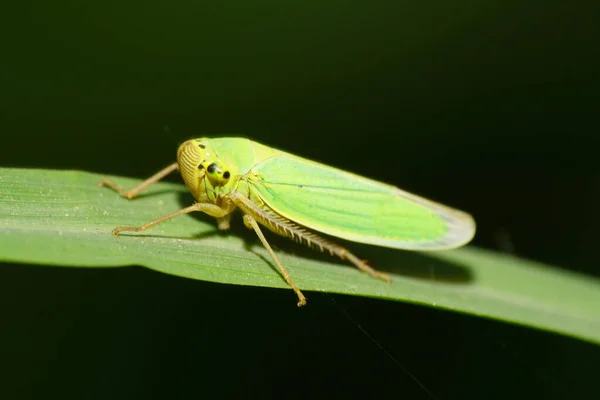 Vista Macro Close Lado Verde Caucasiano Cicadella Viridis Sentado Folha — Fotografia de Stock