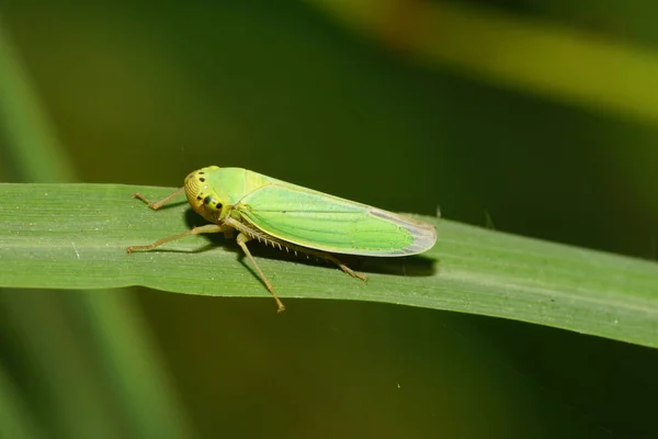 Macro View Side Caucasian Green Leafhopper Cicadella Viridis Sitting Green — Stock Photo, Image
