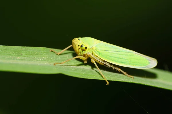 Macro Branco Cicadella Viridis Verde Com Asas Verdes Patas Longas — Fotografia de Stock