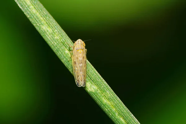 Makro Einer Hellbraunen Zikade Der Gattung Cicadella Die Auf Einem — Stockfoto