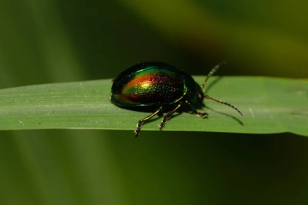 Makro Siedzący Zielony Chrząszcz Liści Chrysolina Antenami Łapy Siedzące Zielonym — Zdjęcie stockowe