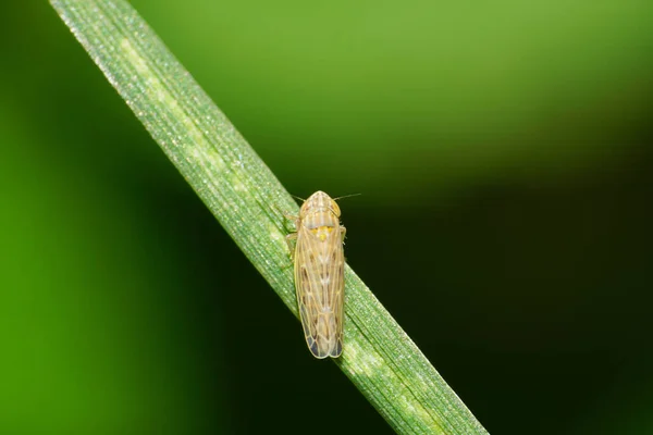 Nahaufnahme Einer Hellbraunen Zikade Der Gattung Cicadella Auf Einem Grünen — Stockfoto