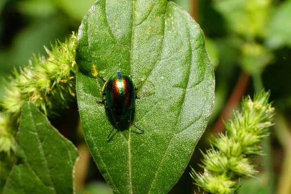 Macro Escarabajo Chrysolina Herbacea Tolva Con Antenas Hierba Sentado Sobre — Foto de Stock