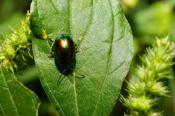 Kafkasların eteklerindeki yeşil çimen yaprağının üzerinde antenli Makro böcek Chrysolina Herbacea                               