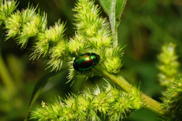 Kafkasya 'nın eteklerinde yeşil otların içinde oturan yeşil bir böcek olan Chrysolina Herbacea' nın makro 'su                               