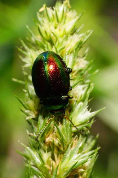 Macro Green Beetle Chrysolina Herbacea Antennae Grass Grass Sitting Inflorescence — Stock Photo, Image