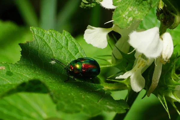 Macro of a green beetle Chrysolina herbacea sitting on a green leaf of nettle Lamium album with white grass inflorescences in the foothills of the Caucasus