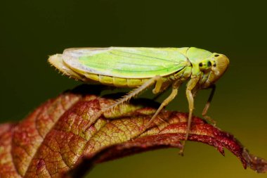  Sonbaharda parkta kırmızı yaprağın üzerinde oturan beyaz, açık yeşil yapraklı, bıyıklı ve uzun bacaklı beyaz bir adam.                              