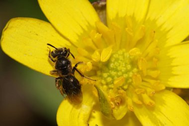  Küçük, koyu kahverengi ve kabarık tüylü, polen içinde vahşi Kafkas arısı sarı soğan çiçeğinin içinde oturuyor.                              