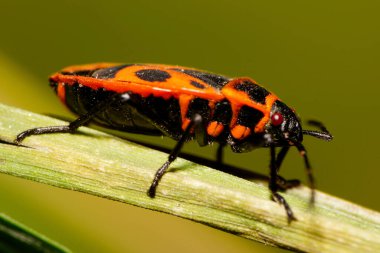 Makro kızıl saçlı Kafkas asker böceği sonbaharda uzun yeşil çimlerin üzerinde oturuyor.                               