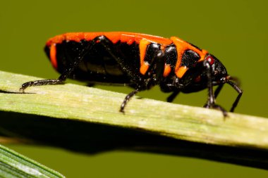 Kırmızı ve siyah desenli Kafkas asker kıllı böcek sonbaharda uzun yeşil çimlerin üzerinde oturuyor.                               