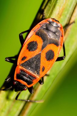 Uzun bacaklı, uzun antenli, siyah desenli, beyaz saçlı, uzun bacaklı, yeşil uçlu, uzun bir sonbahar çimleri üzerinde oturan kırmızı bir makro görünüm.                               