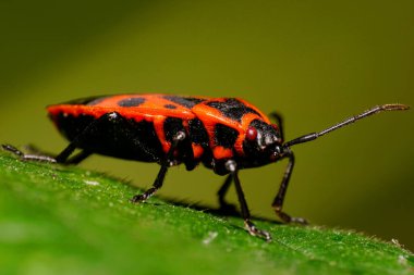   Uzun bacakları ve antenleri olan beyaz bir asker böceğinin kırmızı ve siyah desenli makro manzarası, yeşil bir çimen sapında uzun süre oturan kırmızı gözler.                             