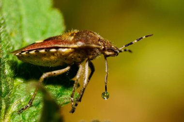  Kapalı kafkas böceği çizgili antende apelköy sıvısı ve ölü ısırgan otu Lamium albümünün yeşil yaprağında oturan uzun bacaklı.                              
