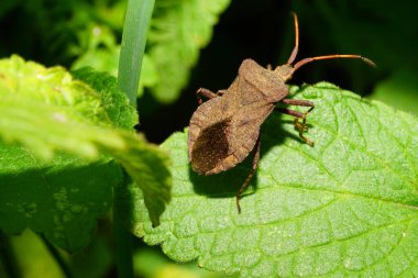   Uzun bacakları ve antenleri olan boyanmış kahverengi beyaz böcek, yeşil ölü ısırgan otu Lamium albu üzerinde oturan kırmızı gözler.