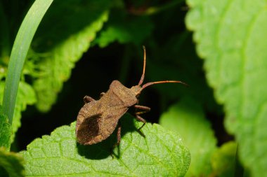   Uzun bacakları ve turuncu, kırmızı gözleri yeşil, ölü lamium albu üzerinde oturan antenli kahverengi böğürtlen böceğinin makro görüntüsü