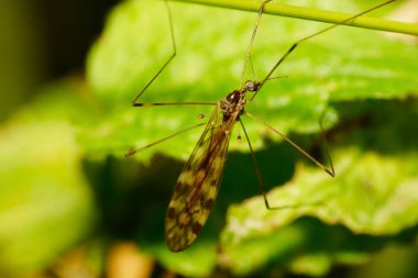 Uzun bacaklı Tipula sivrisineğinin uzun uzuvları bir yaprağın üzerinde oturan bir sebze ve kahverenginin yakın görüntüsü.                               