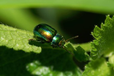 Yeşil bir yaprağın üzerinde oturan küçük yeşil-kırmızı Kafkas böceği Chrysomelids 'in makro görüntüsü
