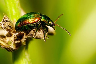 Yeşil ve turuncu bir Kafkasya 'nın makro kenar manzarası. Uzun bacakları ve antenleri olan küçük yeşil böcek. Kurumuş çiçeğin üzerinde oturuyor.                               