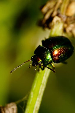 Büyük Kafkasya 'nın, yeşil çimenlerin üzerinde oturan uzun bacaklı ve antenli küçük yeşil bir böceğin önündeki makro görüntüsü.                               