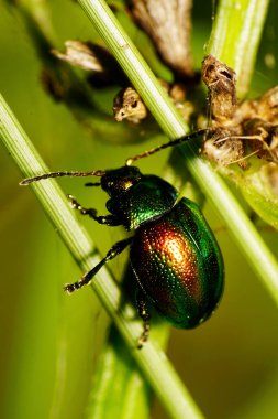  Sonbaharda yeşil çimlerin üzerinde sürünen uzun antenli ve bacaklı küçük yeşil bir böceğin üzerinde Büyük Kafkasya manzarası                              