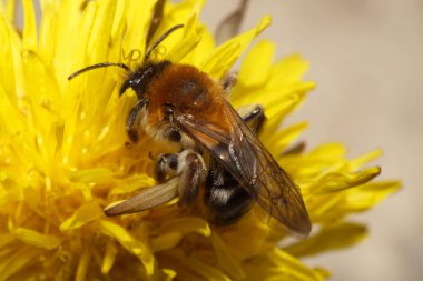  İlkbaharda sarı bir karahindibanın üzerindeki Kafkas arısı Andrena 'nın yakın çekimi                              